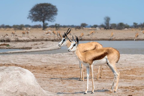 Springbok (Antidorcas marsupialis), two animals at a waterhole, Nxai Pan National Park, Botswana