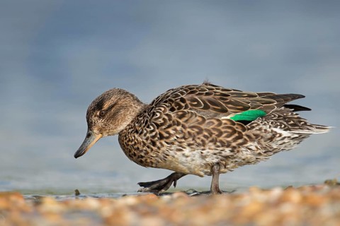 Foraging for food... Teal (Anas crecca), female on the shore of a mussel bank on the North Sea,
