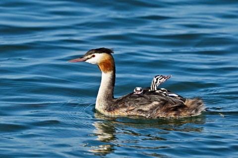 Great Crested Grebe (Podiceps Scalloped ribbonfish), with three chicks in plumage swimming in the