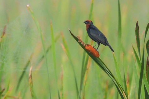 Chestnut-capped Blackbird (Chrysomus ruficapillus) perched on a cat-tail in the Atlantic rainforest