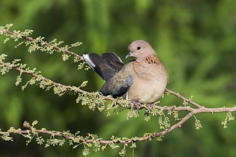 Laughing Dove (Spilopelia senegalensis), Eilat, Israel