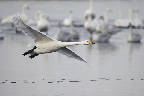 Whooper Swan (Cygnus cygnus) flying, Lower Saxony, Germany