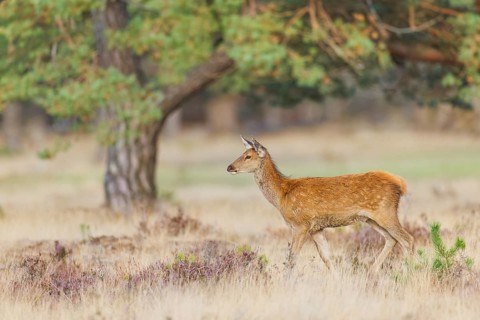 Rothirsch, Cervus elaphus Red Deer, Cervus elaphus