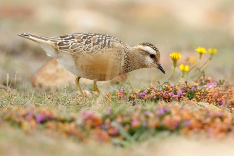 Eurasian Dotterel (Charadrius morinellus), Asturias, Spain