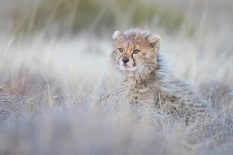 Cheetah (Acinonyx jubatus) lovely and cute cub close-up, Philippolis, South Africa