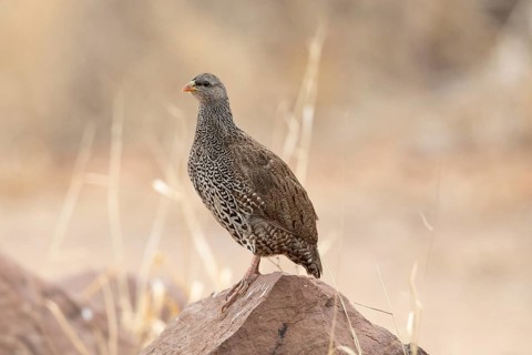 Natal Spurfowl (Pternistis natalensis) perched on a rock, South Africa