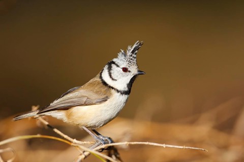 European Crested Tit (Lophophanes cristatus), Baden-Wuerttemberg, Germany