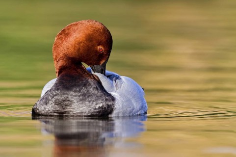 Common Pochard (Aythya ferina) male, Asturias, Spain