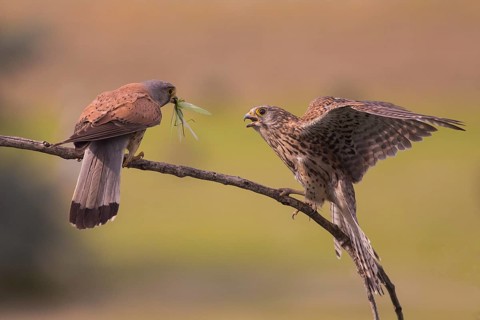 Common Kestrel (Falco tinnunculus) pair perched on a branch, Subotica, Serbia
