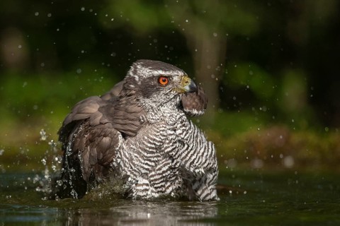 Northern Goshawk (Accipiter gentilis) bathing at a waterhole, Subotica, Serbia