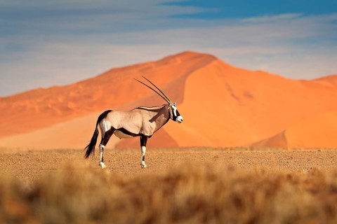 Gemsbok with orange sand dune evening sunset. Gemsbuck, Oryx gazella, large antelope in nature