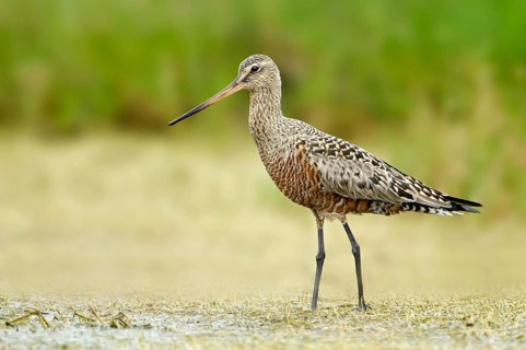 Hudsonian Godwit (Limosa haemastica), Texas, USA