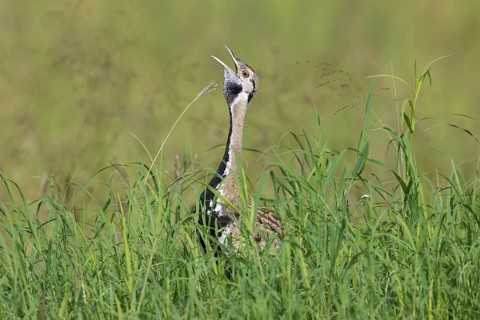 Black-bellied Bustard (Lissotis melanogaster) male calling, Serengeti, Tanzania