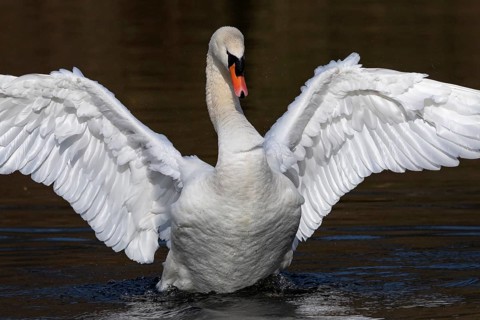 Mute Swan (Cygnus olor) spreading wings, Baden-Wuerttemberg, Germany