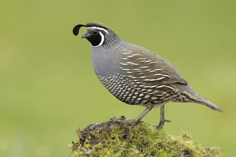 California Quail (Callipepla californica) male, Canada