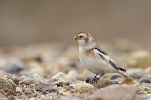 Snow Bunting (Plectrophenax nivalis), Schleswig-Holstein, Germany