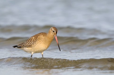 Pfuhlschnepfe (Limosa lapponica), Bar-tailed Godwit, Altvogel im Schlichtkleid, am Strand der