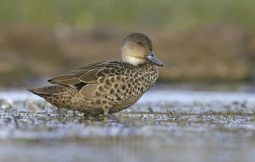 Grey Teal (Anas gracilis), Victoria, Australia