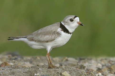 Piping Plover (Charadrius melodus), Saskatchewan, Canada