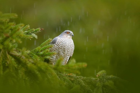 Bird of prey Eurasian sparrowhawk, Accipiter nisus, sitting on spruce tree during heavy rain in the
