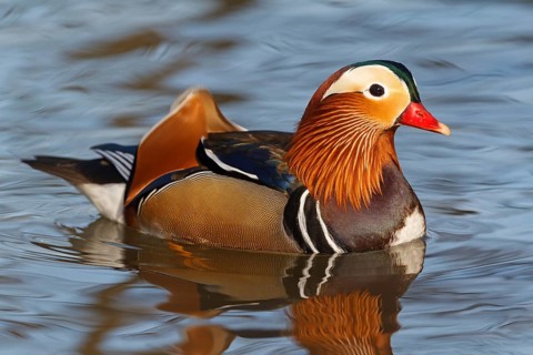 Mandarin Duck (Aix galericulata) male, Baden-Wuerttemberg, Germany