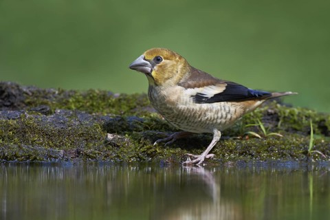 Hawfinch (Coccothraustes coccothraustes) juvenile, Hortobagy, Hungary