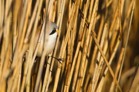 Bearded Reedling (Panurus biarmicus) male, Baden-Wuerttemberg, Germany