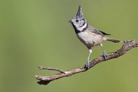 European Crested Tit (Lophophanes cristatus), Portugal
