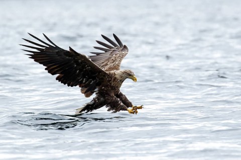 White-Tailed Eagle (Haliaeetus albicilla), fishing, Isle of Mull, Scotland, United Kingdom