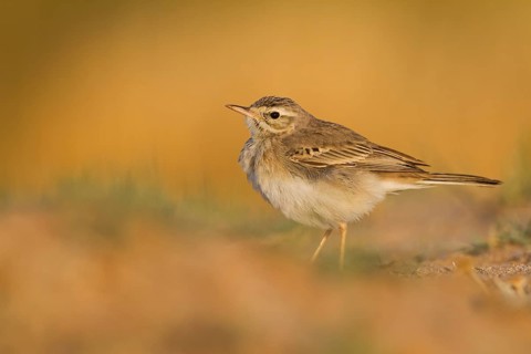 Tawny Pipit - Brachpieper - Anthus campestris, Oman