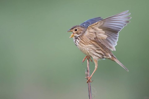 Corn Bunting - Grauammer - Miliaria calandra ssp. calandra, Hungary, adult