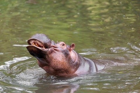 An adult male hippopotamus (Hippopotamus amphibius) shows aggression and defends its territory