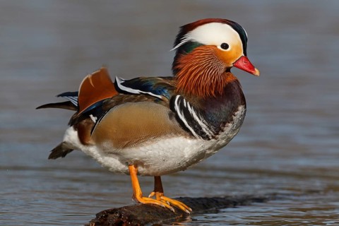 Mandarin Duck (Aix galericulata) male, Baden-Wuerttemberg, Germany