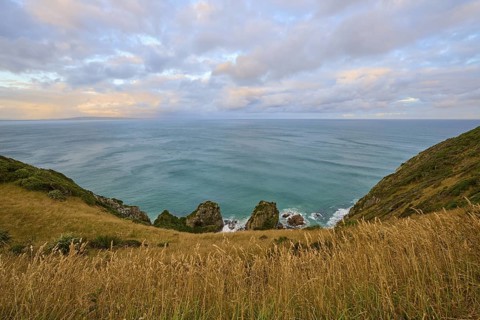 Grassy cliffs with tall grass rising above the sea under calm skies, summer, Nugget Point