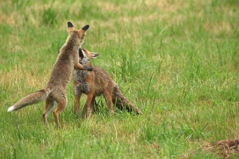 Red fox (Vulpes vulpes) male and weaned young playing on a mown meadow in light rain, Allgäu,