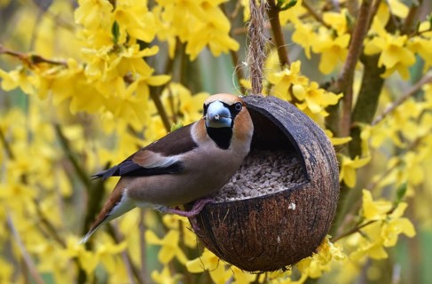 Hawfinch, (Coccothraustes coccothraustes) eats sunflower seeds from a coconut