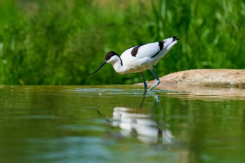 Avocet standing in shallow water, surrounded by green background with reflection in the water,