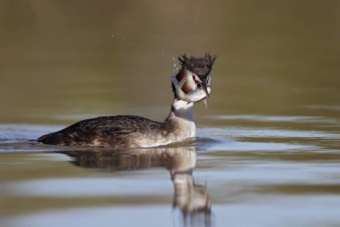 Australasian Crested Grebe (Podiceps cristatus australis) foraging, Queensland, Australia