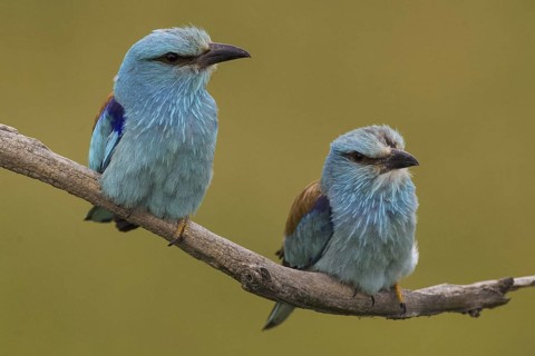 European Roller (Coracias garrulus), Hajdu-Bihar, Hungary