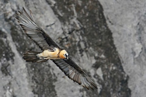 Majestic... Bearded vulture (Gypaetus barbatus) in front of a rock face in the Valais in the Swiss