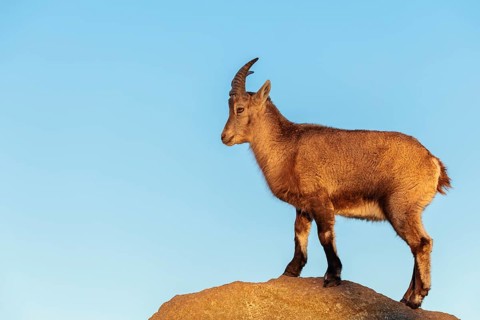A female ibex (Capra ibex) stands on a rock in the warm evening light. A blue sky can be seen in