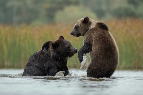 Scuffles... European brown bears (Ursus (genus) arctos), two bears fighting with each other in the