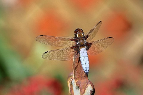 Flat-bellied dragonfly (Libellula depressa), male sitting on a fence top in the garden, close-up,