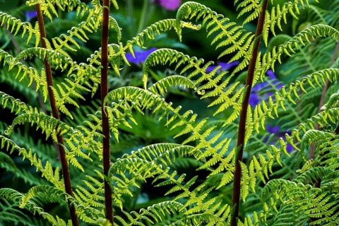 Forest fern (Athyrium filix-femina), also known as common fern, backlight, Oberstdorf, Oberallgäu,