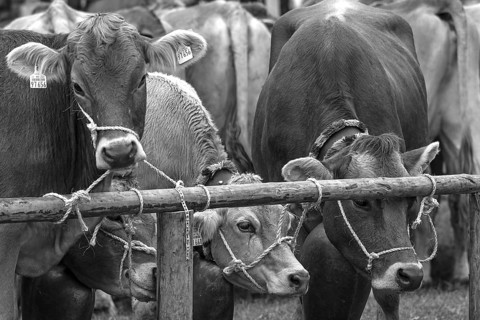 Tethered cows waiting for their owner after the cattle drive, Bad Hindelang, Allgäu, Bavaria,