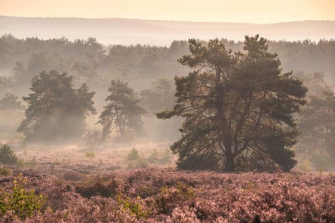 The blooming Mehlinger Heide in the morning with mist. Pine trees. Mehlinger Heide nature reserve,