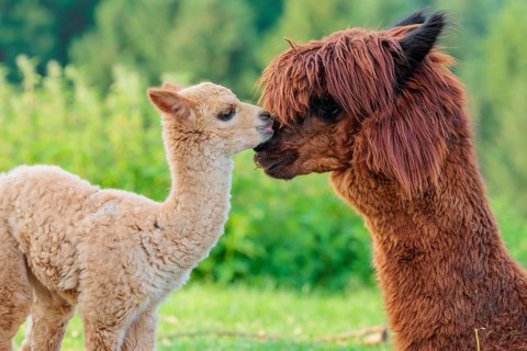 A freshly born white alpaca (Vicugna pacos) stands in front of its brown mother and sniffer on her