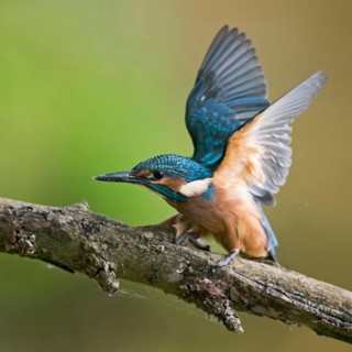 Impatiently begging... Kingfisher (Alcedo atthis), just fledged young bird begs insistently for