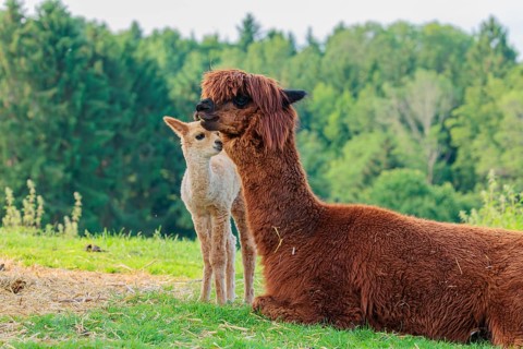 A freshly born white alpaca (Vicugna pacos) stands in front of its brown mother and sniffer on her