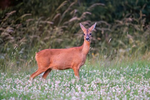 Roe deer (Capreolus capreolus), female, Vulkaneifel, Rhineland-Palatinate, Germany